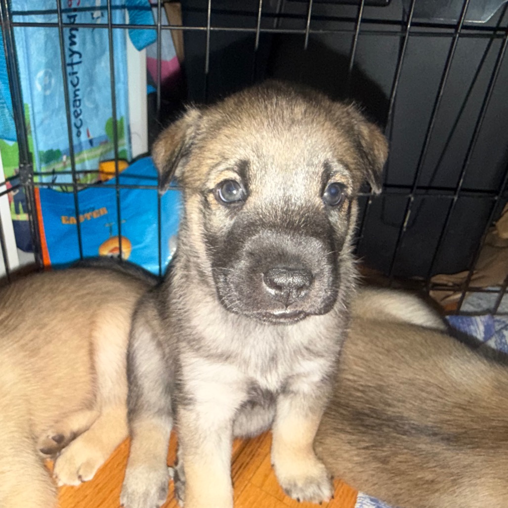 NUGGET (CAN LEAVE 10/4) - Husky / Mixed Breed (Medium) available for adoption
