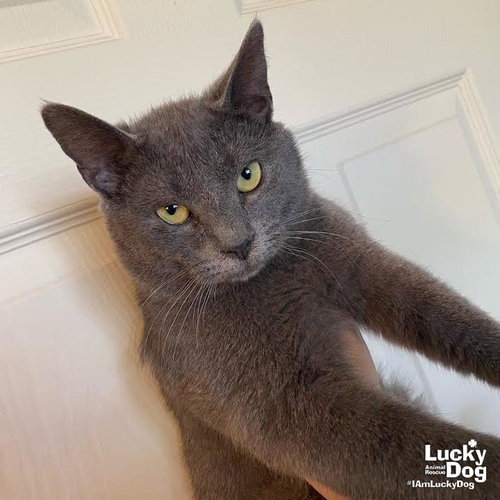 RIGATONI - Domestic Shorthair available for adoption