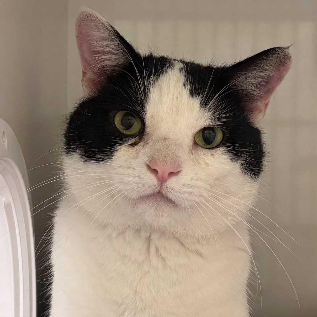 Ozzy - Domestic Shorthair