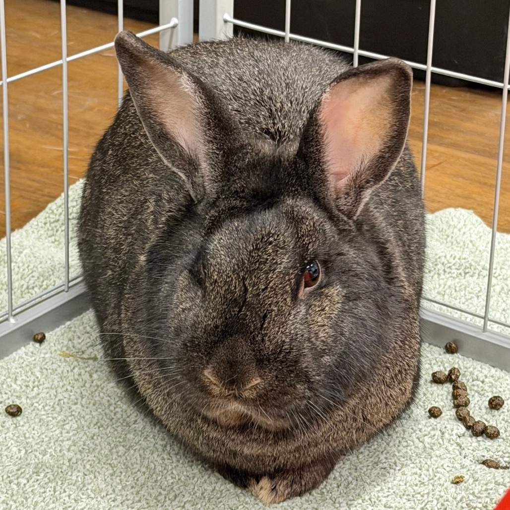 MICHAEL MYERS - Rex available for adoption