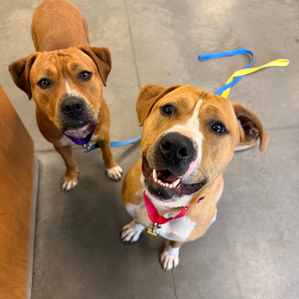 Photo of PGH-Stray-119995 4