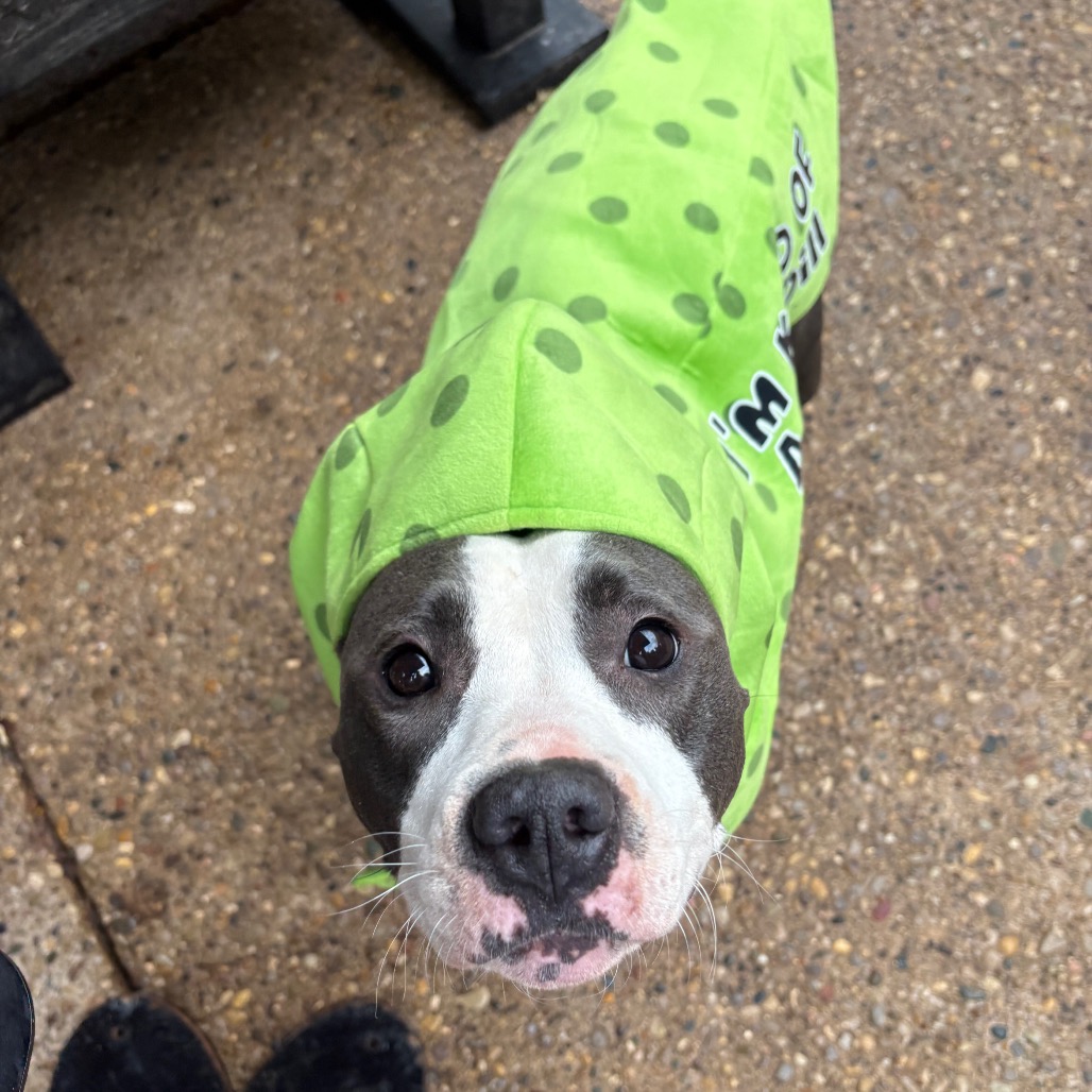 Pickle Crisp, photo 3