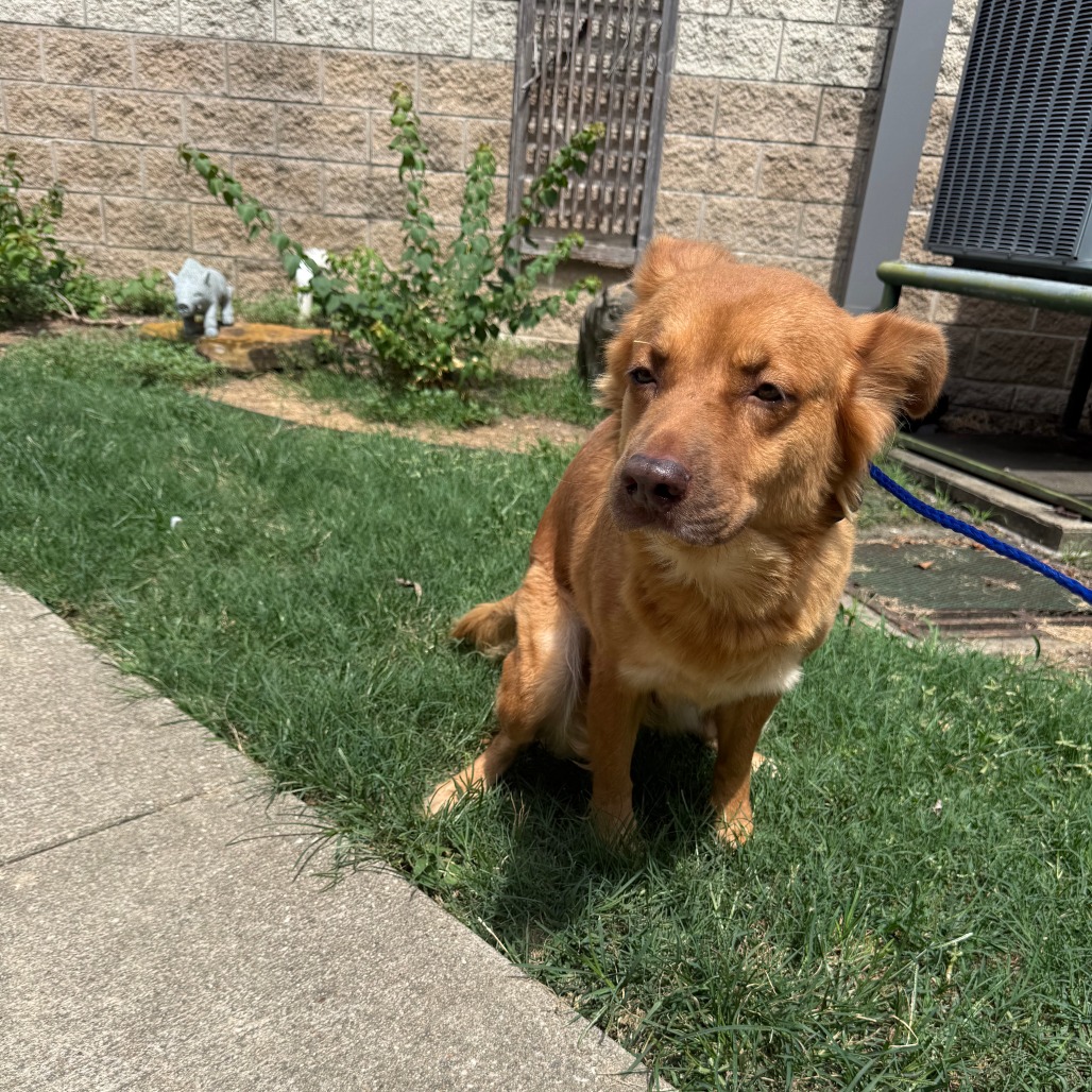 SEPHORA - Mixed Breed (Medium) available for adoption