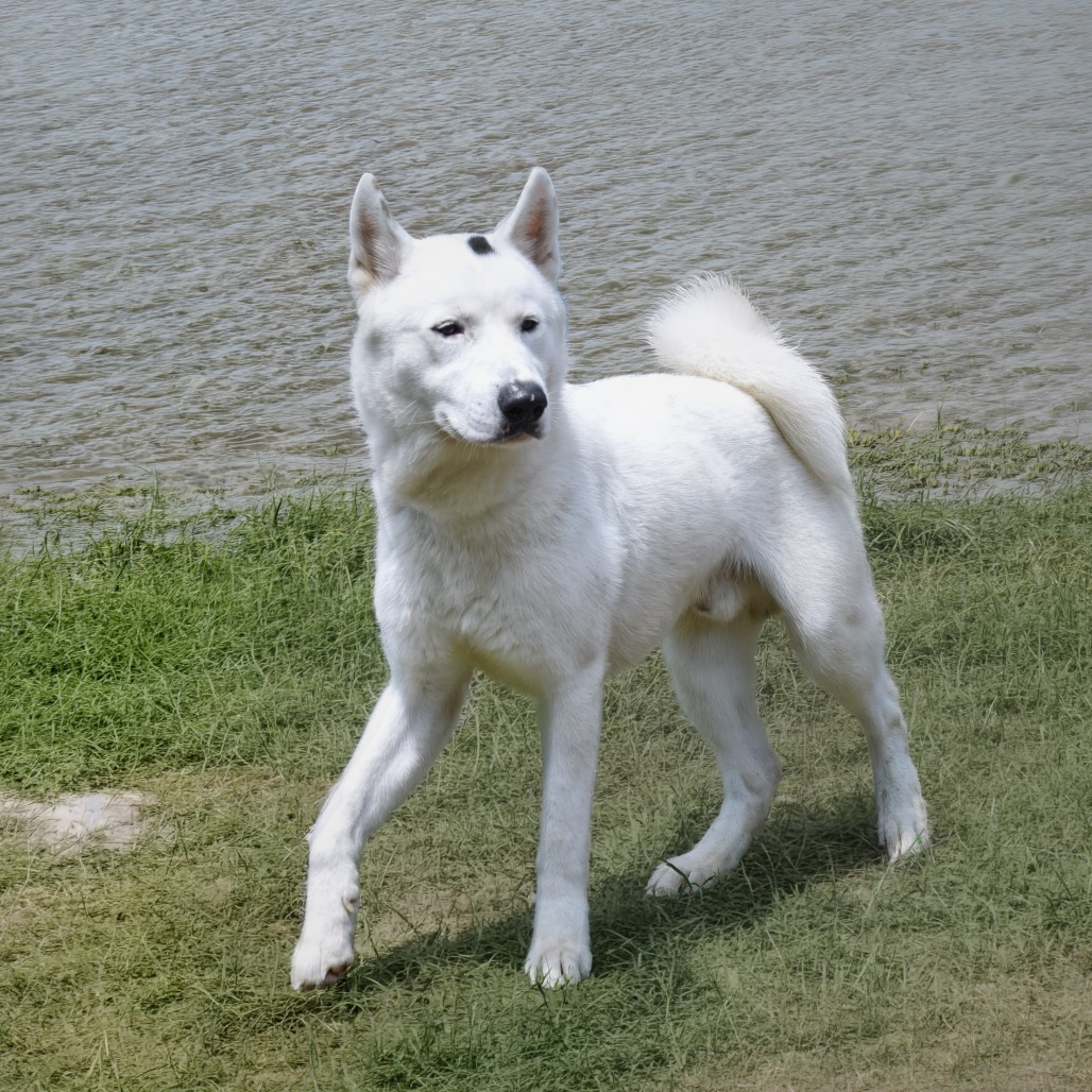 Photo of Kodah