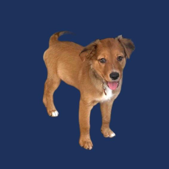 CHESTER - Spaniel / Mix available for adoption