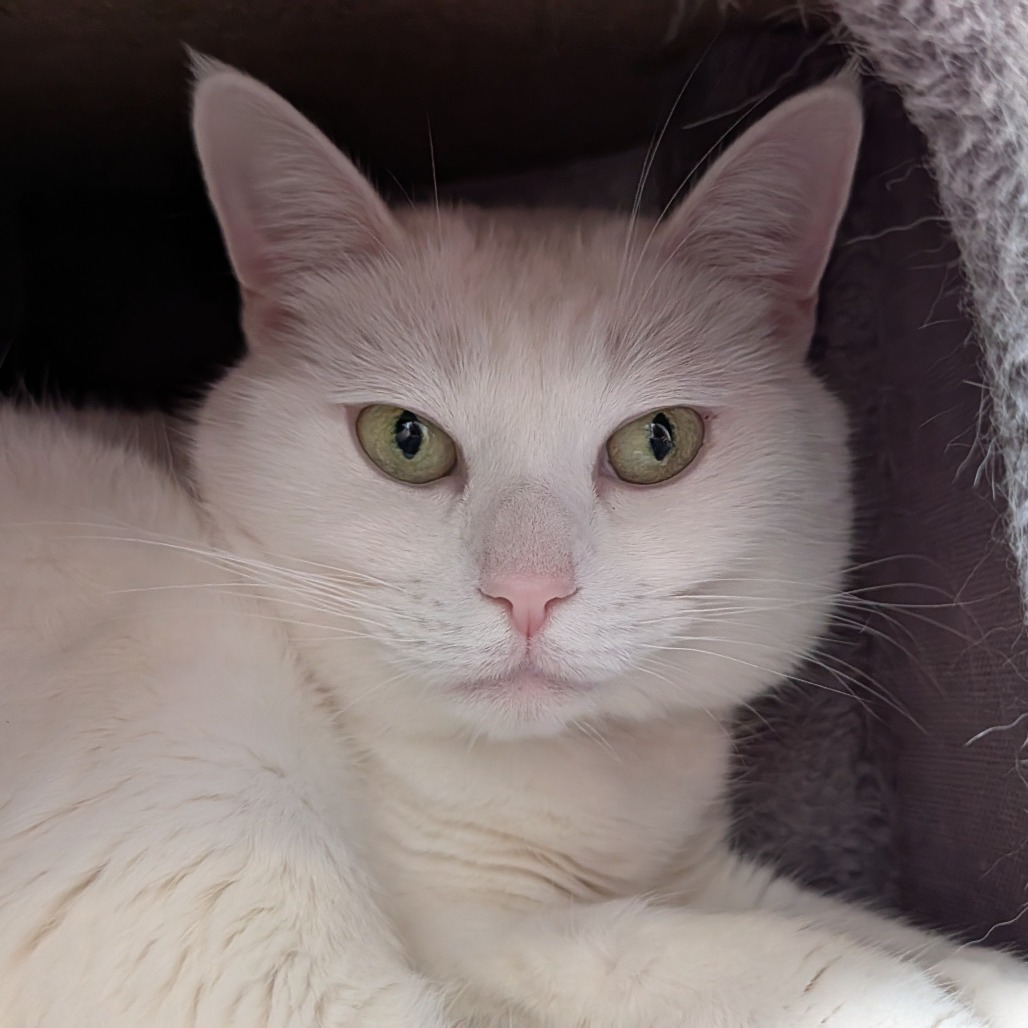 Bindi the Cat