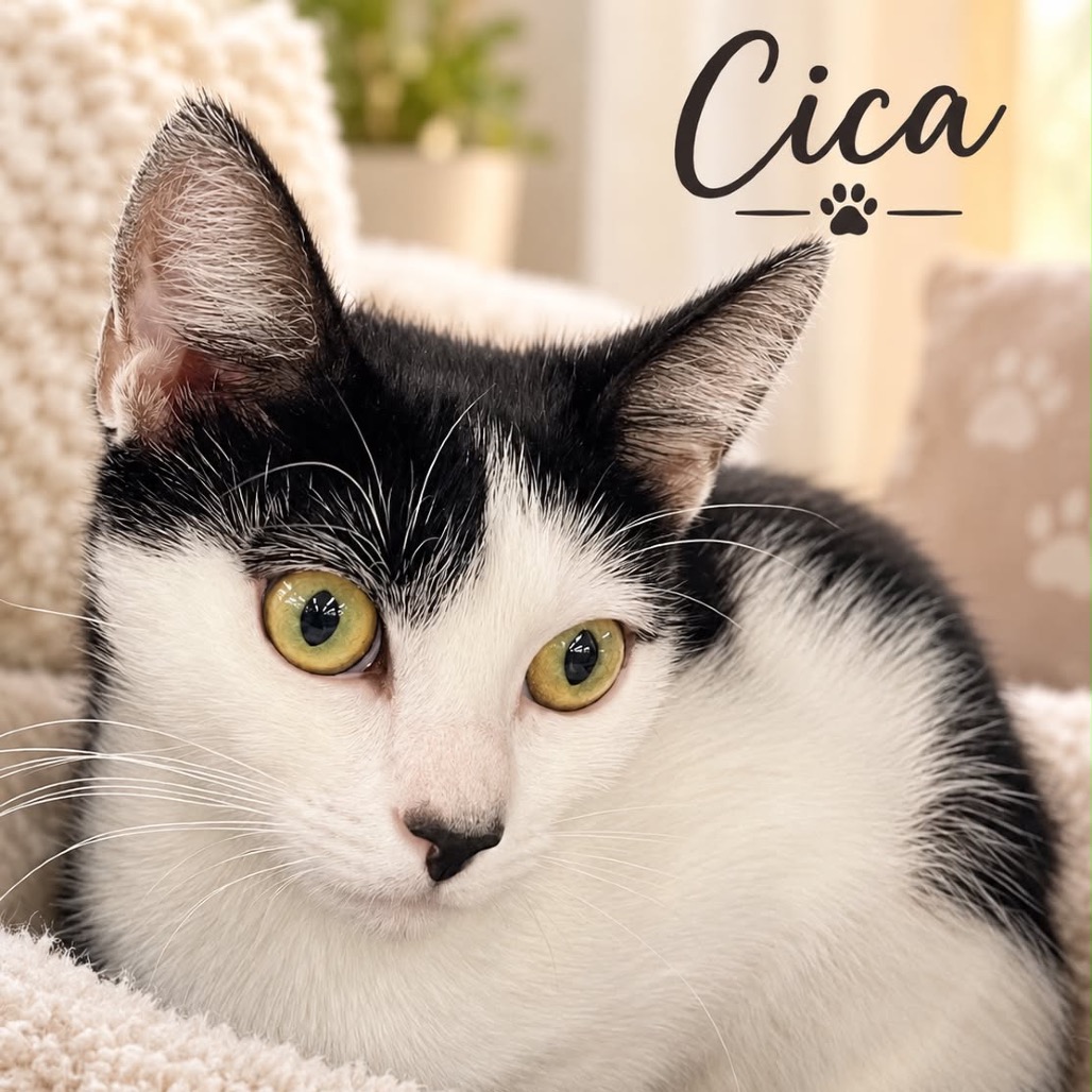 Cica, photo 2