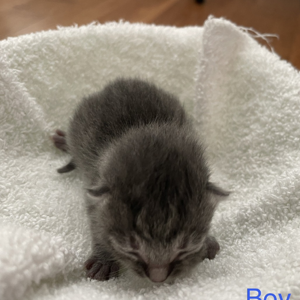 Tusc Stray 84136