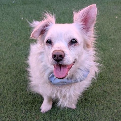 Pomeranian