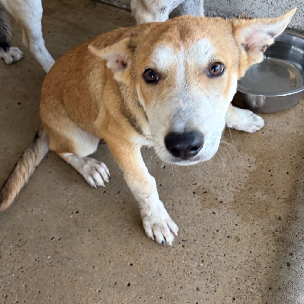 CARL - Retriever, Yellow Labrador / Husky available for adoption