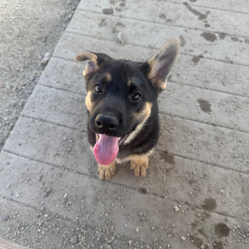 Heidi