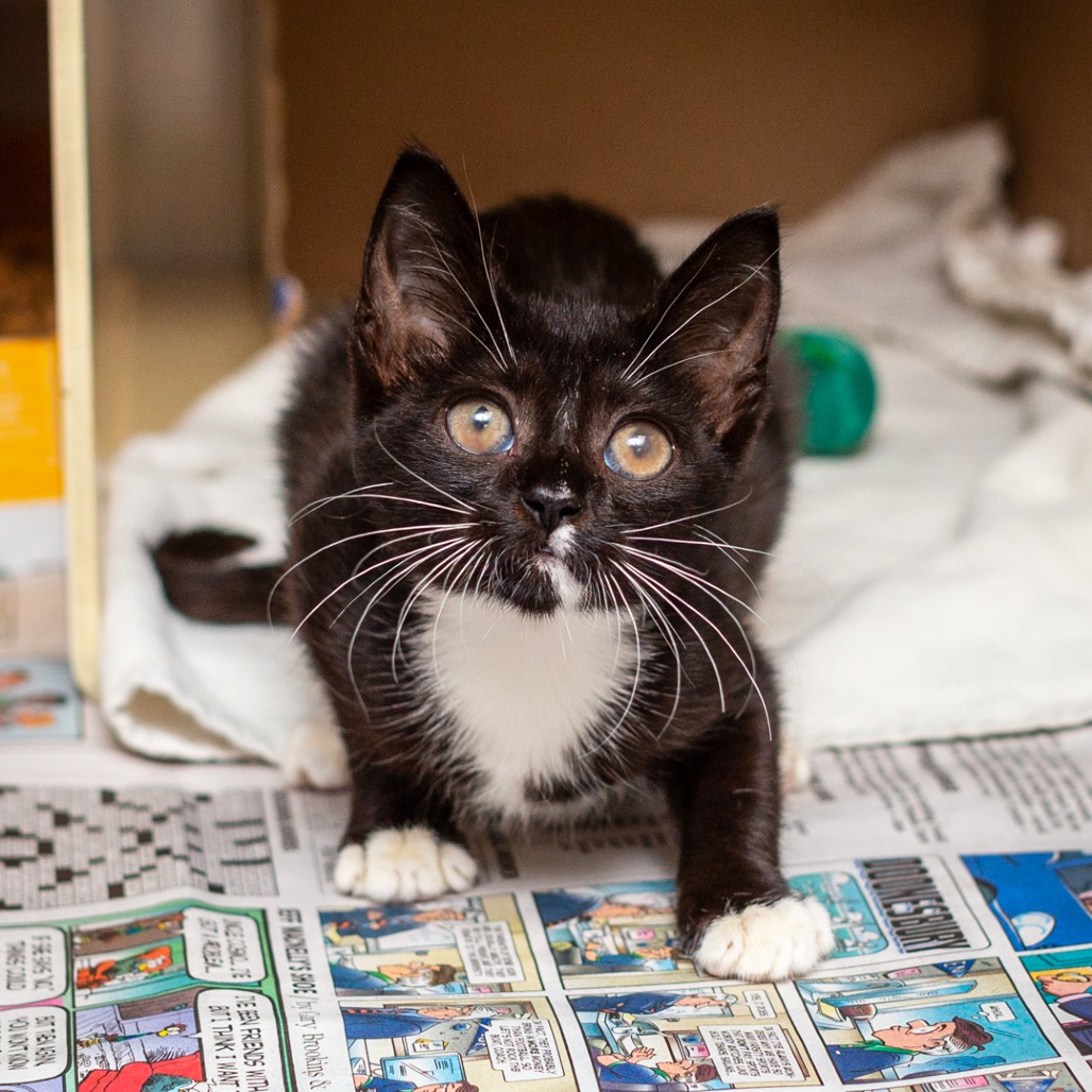 AZULA - Domestic Shorthair / Mix available for adoption