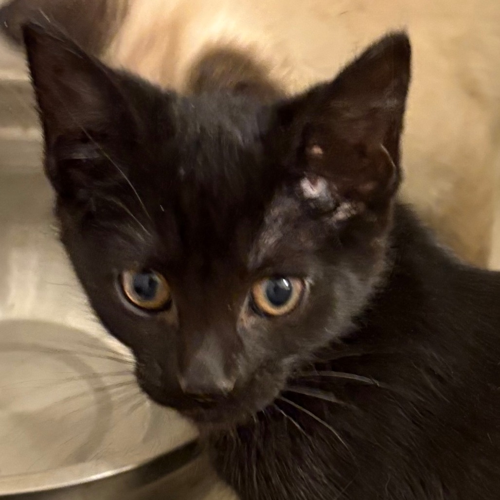 Anna, available for adoption