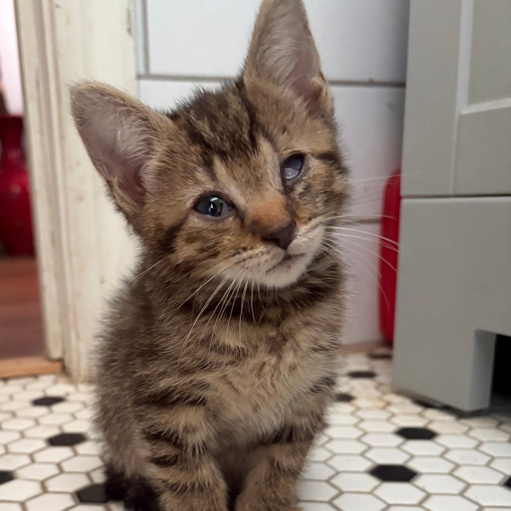 CLAWDE - Domestic Shorthair available for adoption