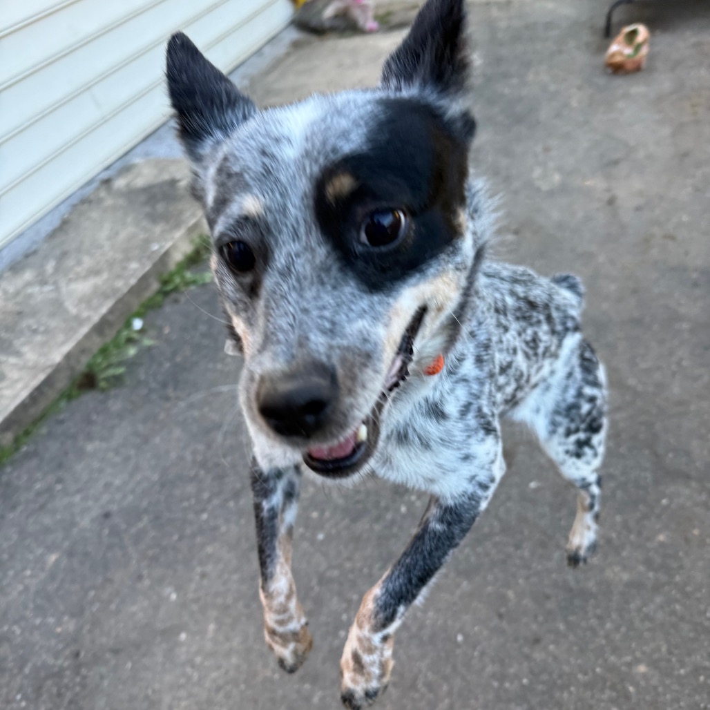 Dolly, photo 15