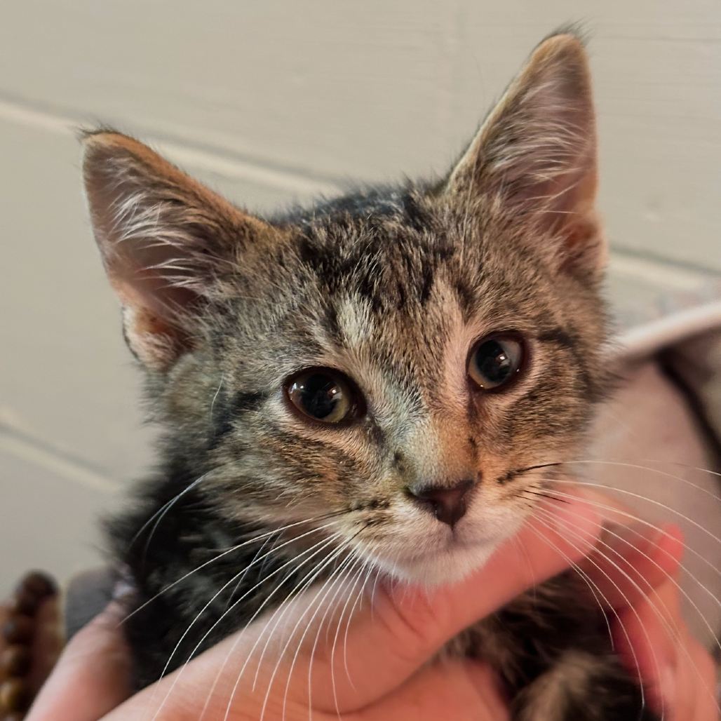 Walter, available for adoption