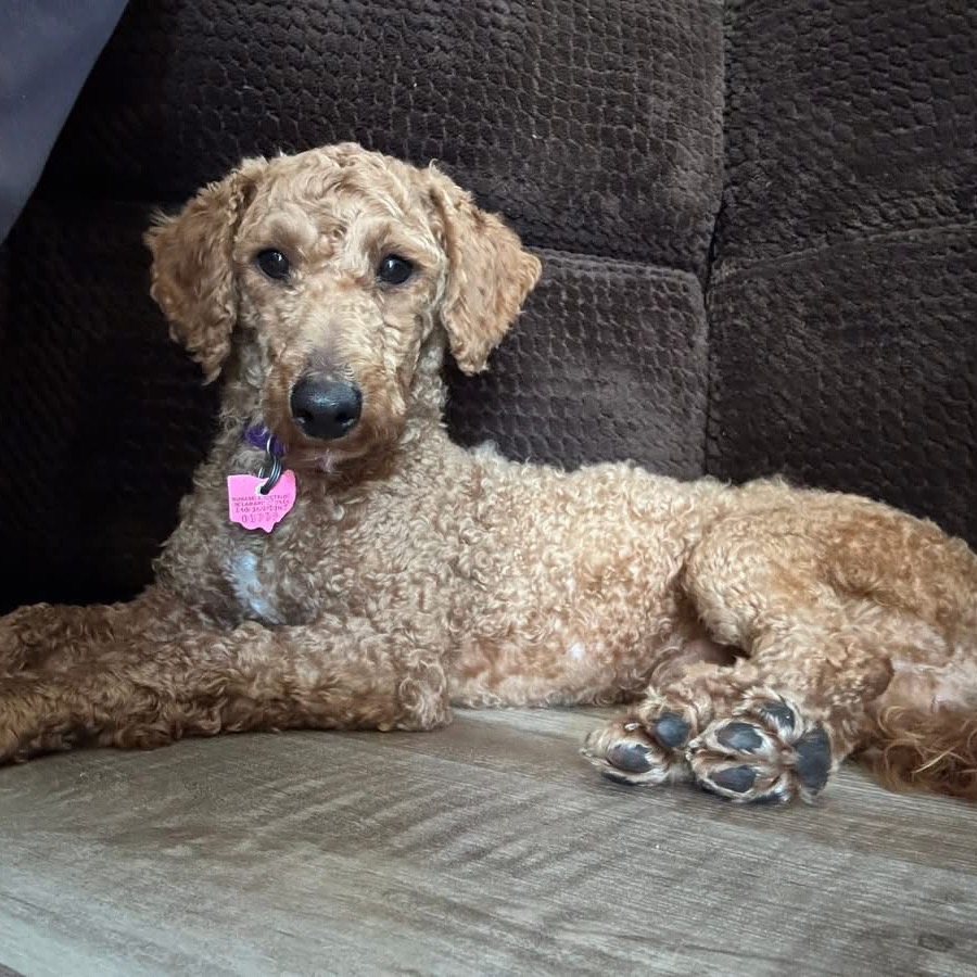 Sheldon — thumbnail 4