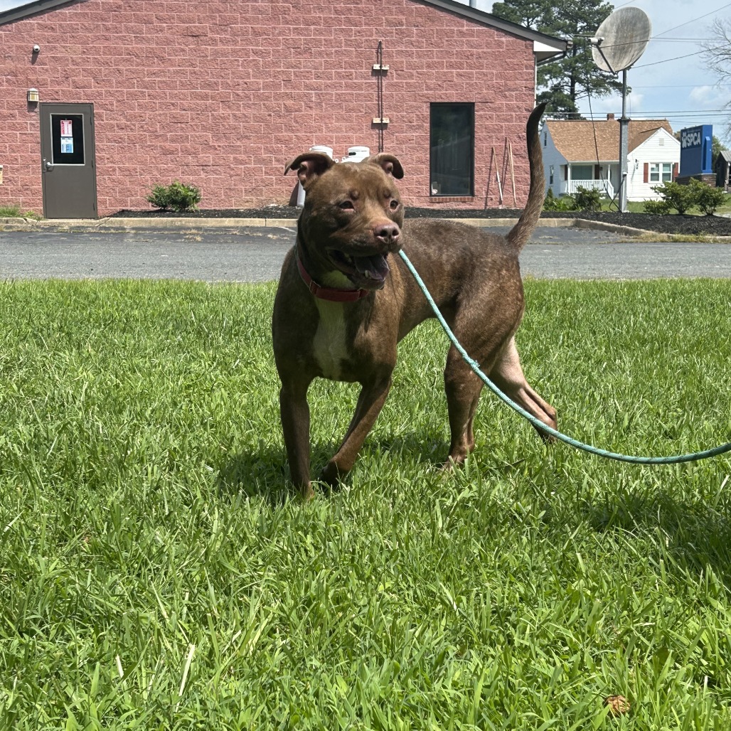 Lila, photo 7
