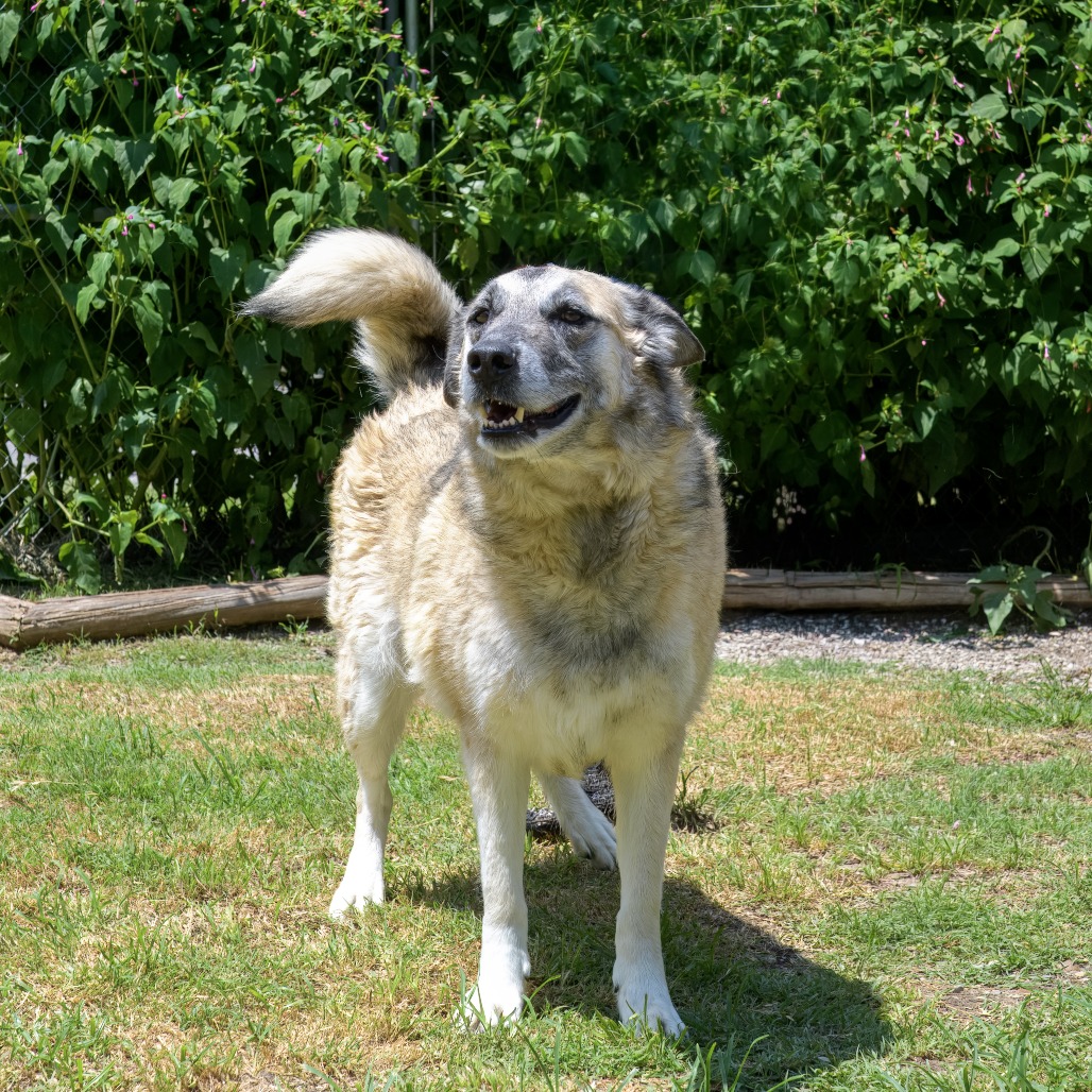 Photo of Samson