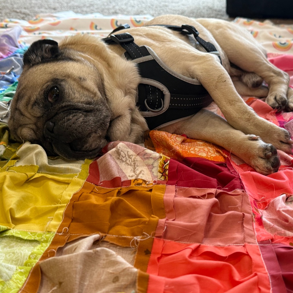 Spud, photo 9