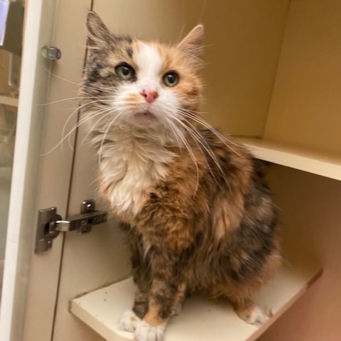 ELLIE - Domestic Longhair available for adoption