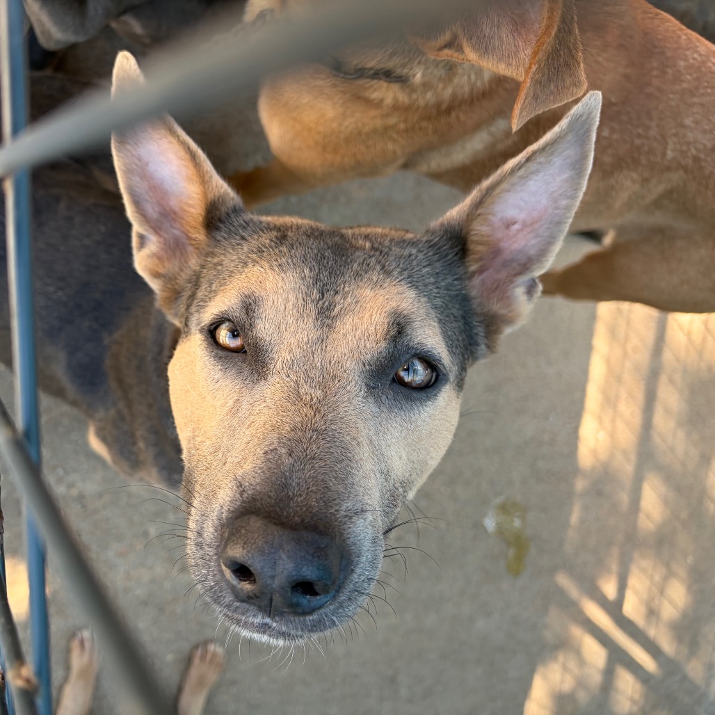 Paris, an adoptable dog at SPCA-BC