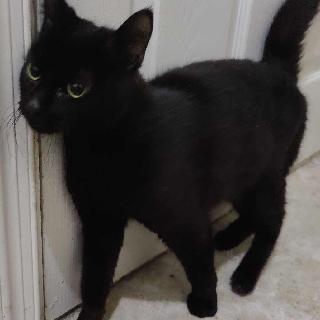 DUCHESS - Bombay / Domestic Shorthair for adoption in Silver Spring