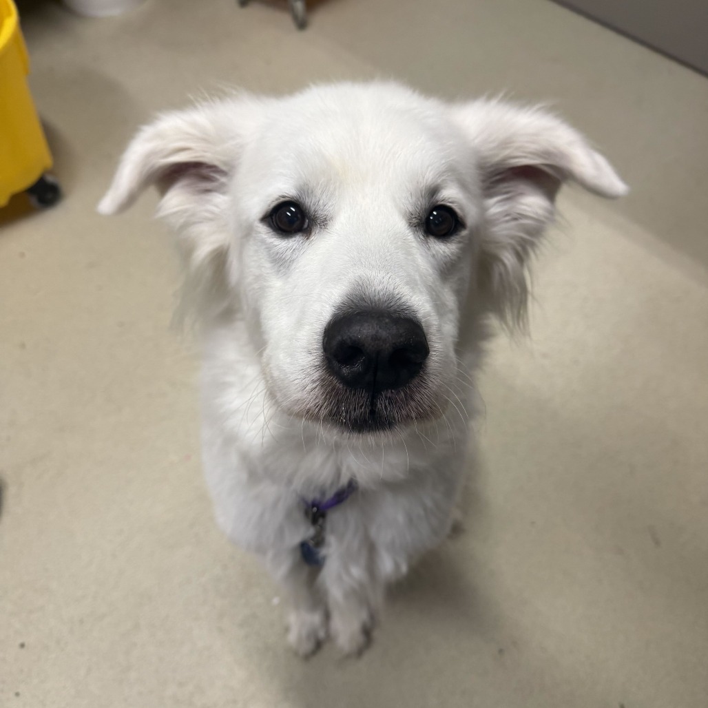 PENNY - Pyrenees / Great available for adoption