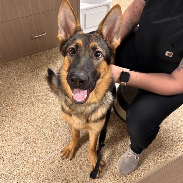 Athena: Female 11 Shepherd, German