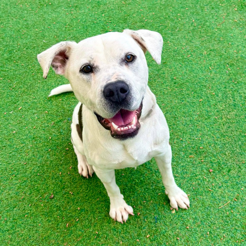 MIRACLE - Mixed Breed (Medium) for adoption in Las Cruces