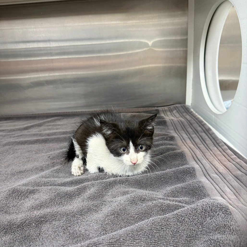 BLISSA - Domestic Shorthair available for adoption