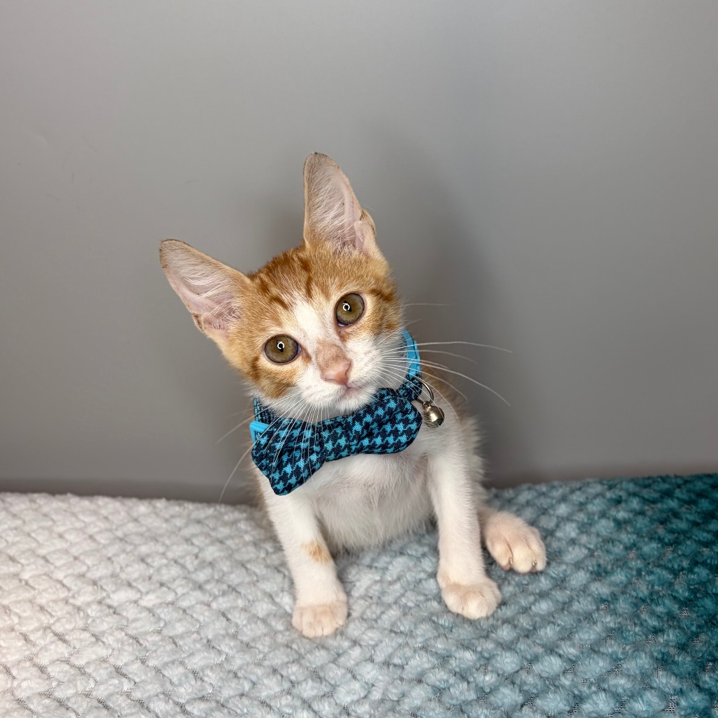 ORANGE BLOSSOM - Domestic Shorthair available for adoption