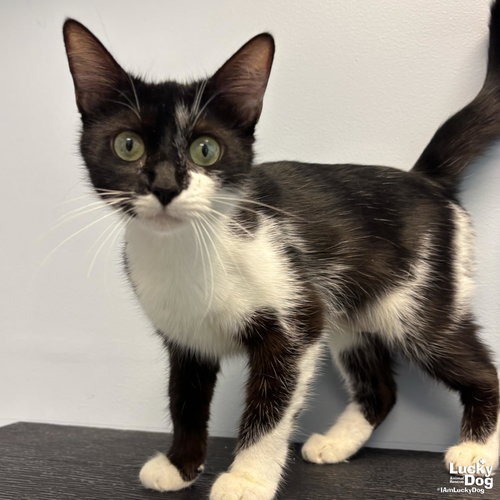 BURLINA - Domestic Shorthair available for adoption