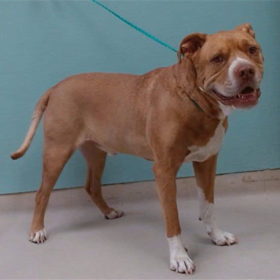 Tyson