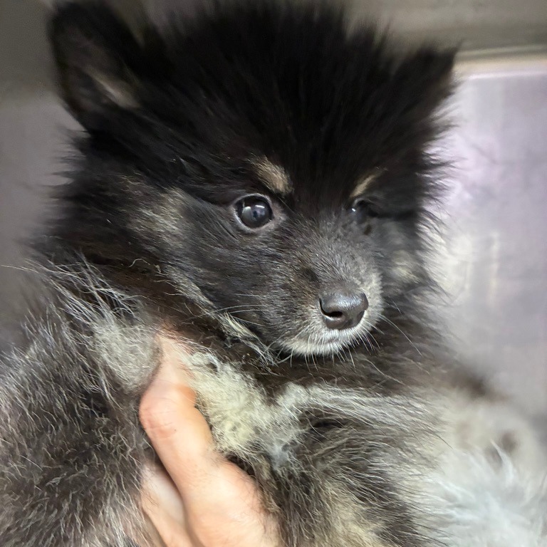 Pomeranian