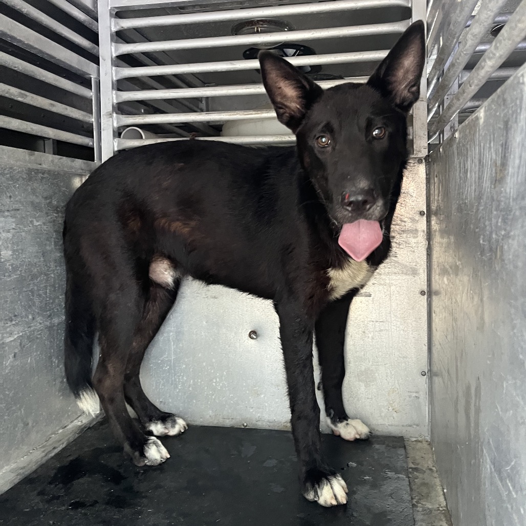 BRISK - Pei, Shar / Mix available for adoption