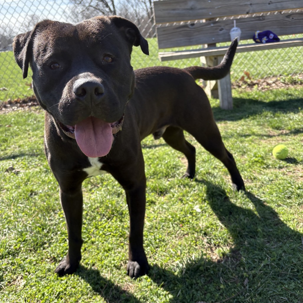 Boogie — thumbnail 2