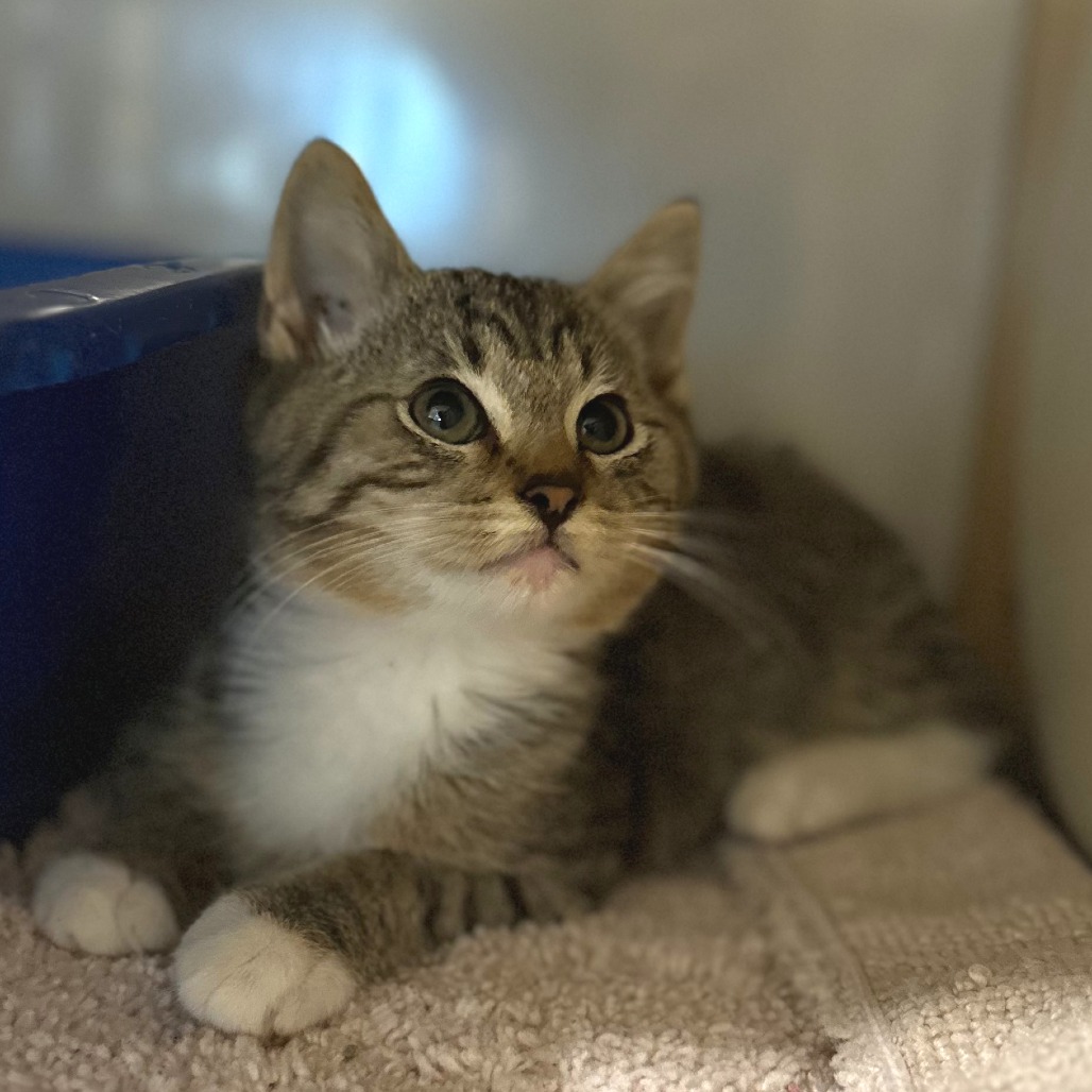 PURR BABY - Domestic Shorthair available for adoption