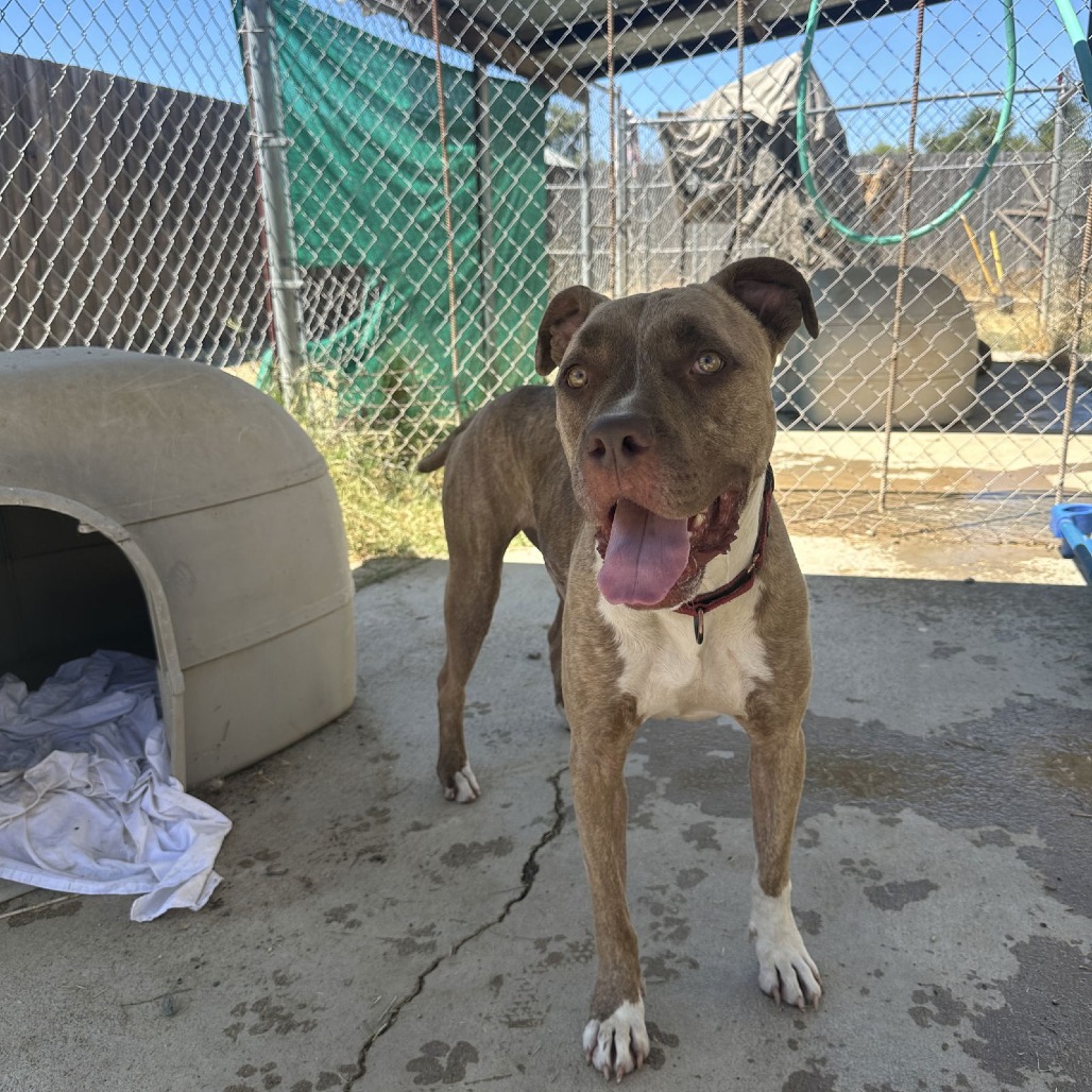 ADDIE — thumbnail 3