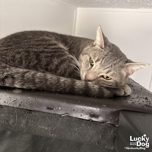 HANK - Domestic Shorthair available for adoption