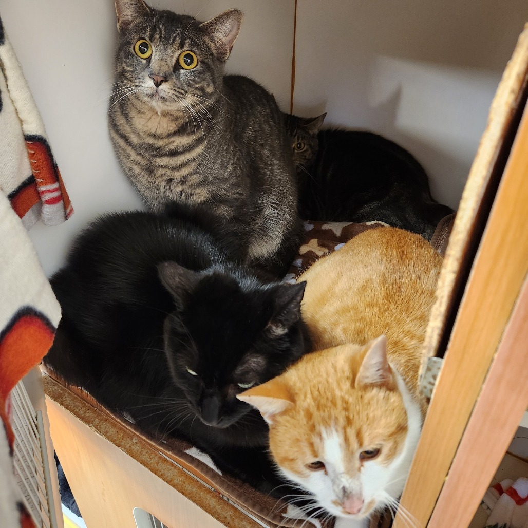 Baby Boy — thumbnail 3