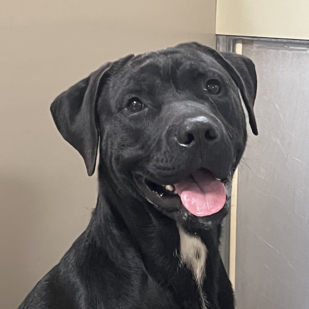 Kennel#18 Chase's preview photo