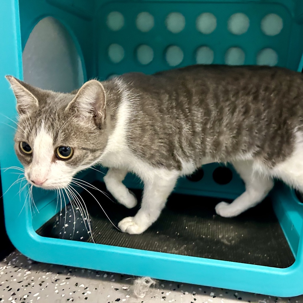 FRISKY - Domestic Shorthair available for adoption