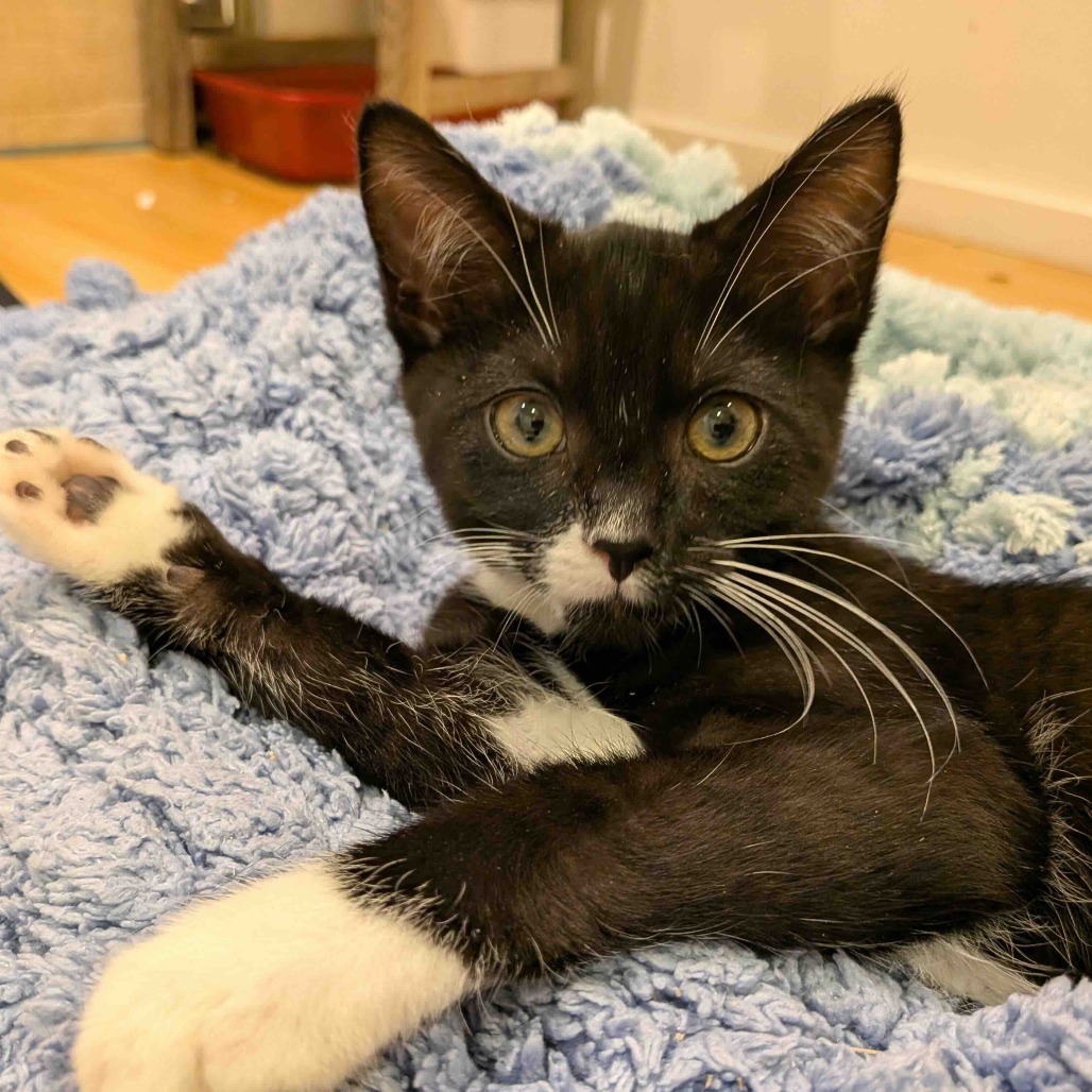 Poco is available for adoption at VOKRA