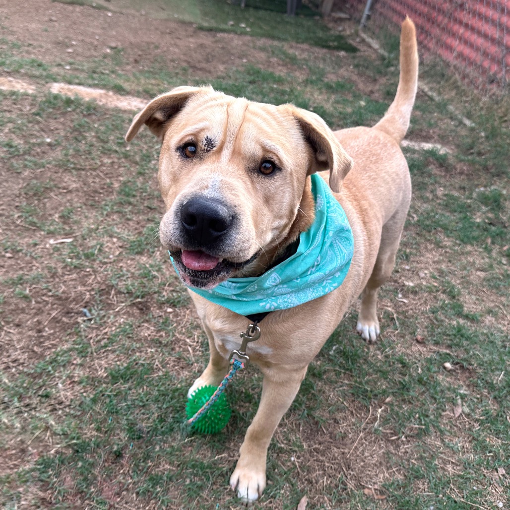 Inugami — thumbnail 3