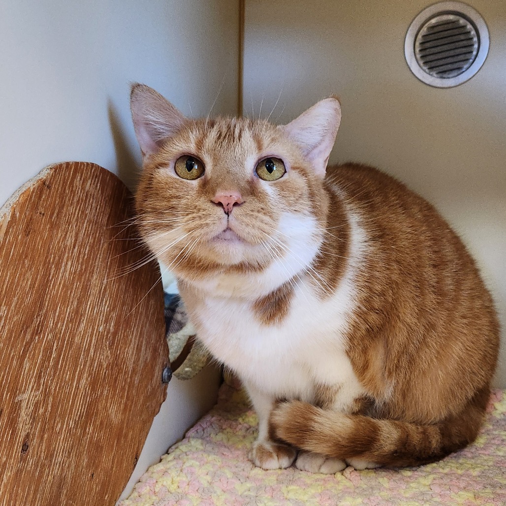 Fanta — thumbnail 2