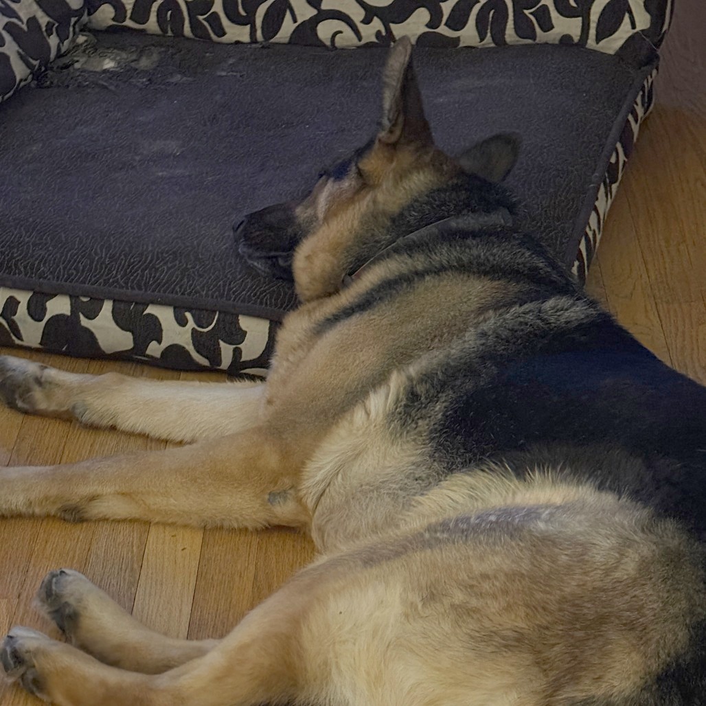 Floki, photo 8