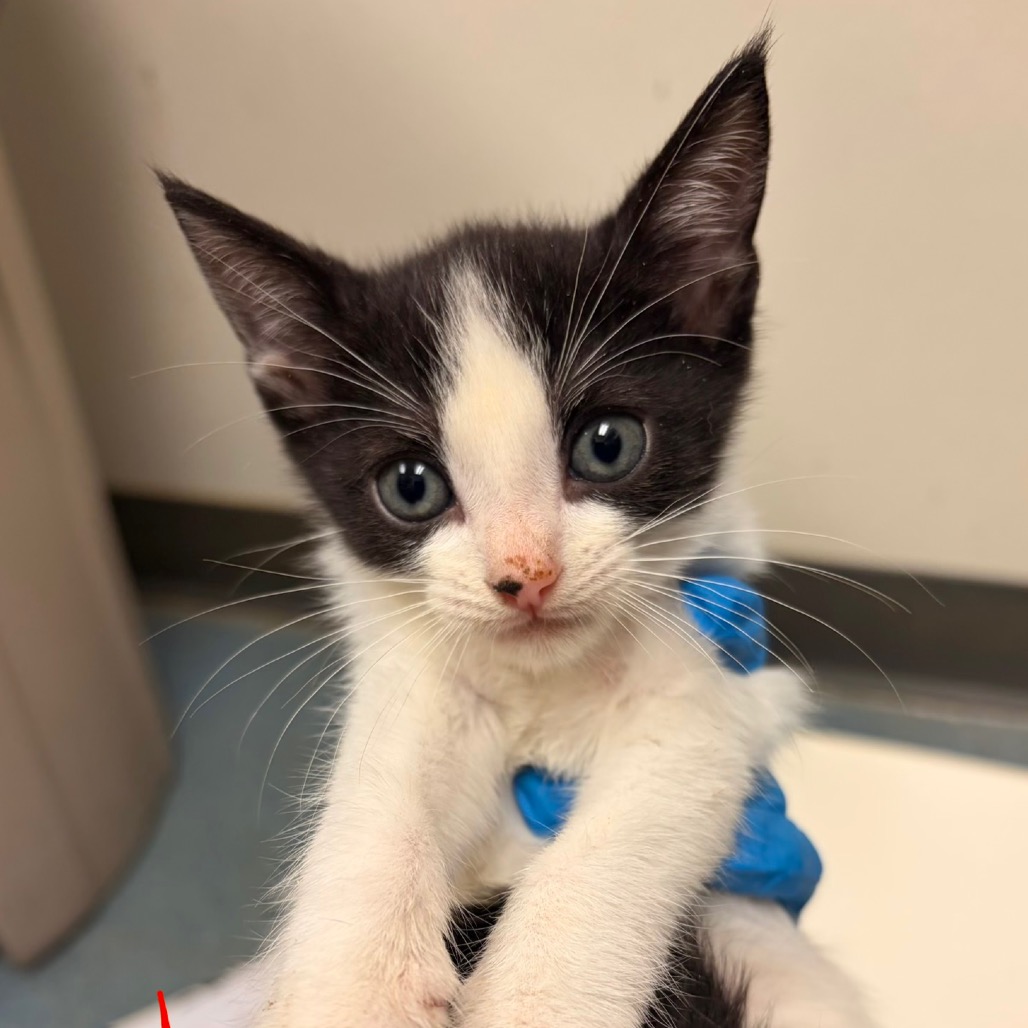 GWEN BABY 2 - Domestic Shorthair available for adoption