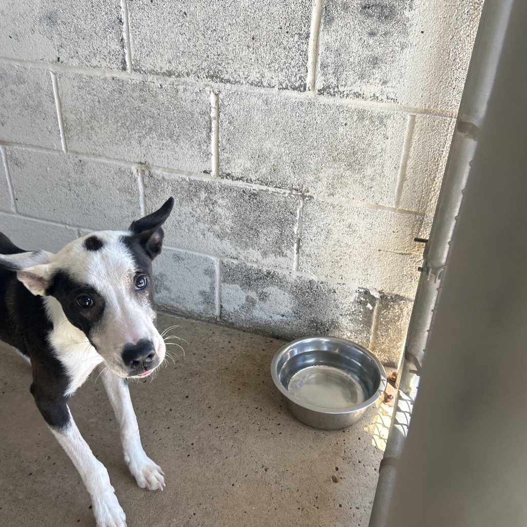STRUDEL - Terrier / Pit Bull available for adoption