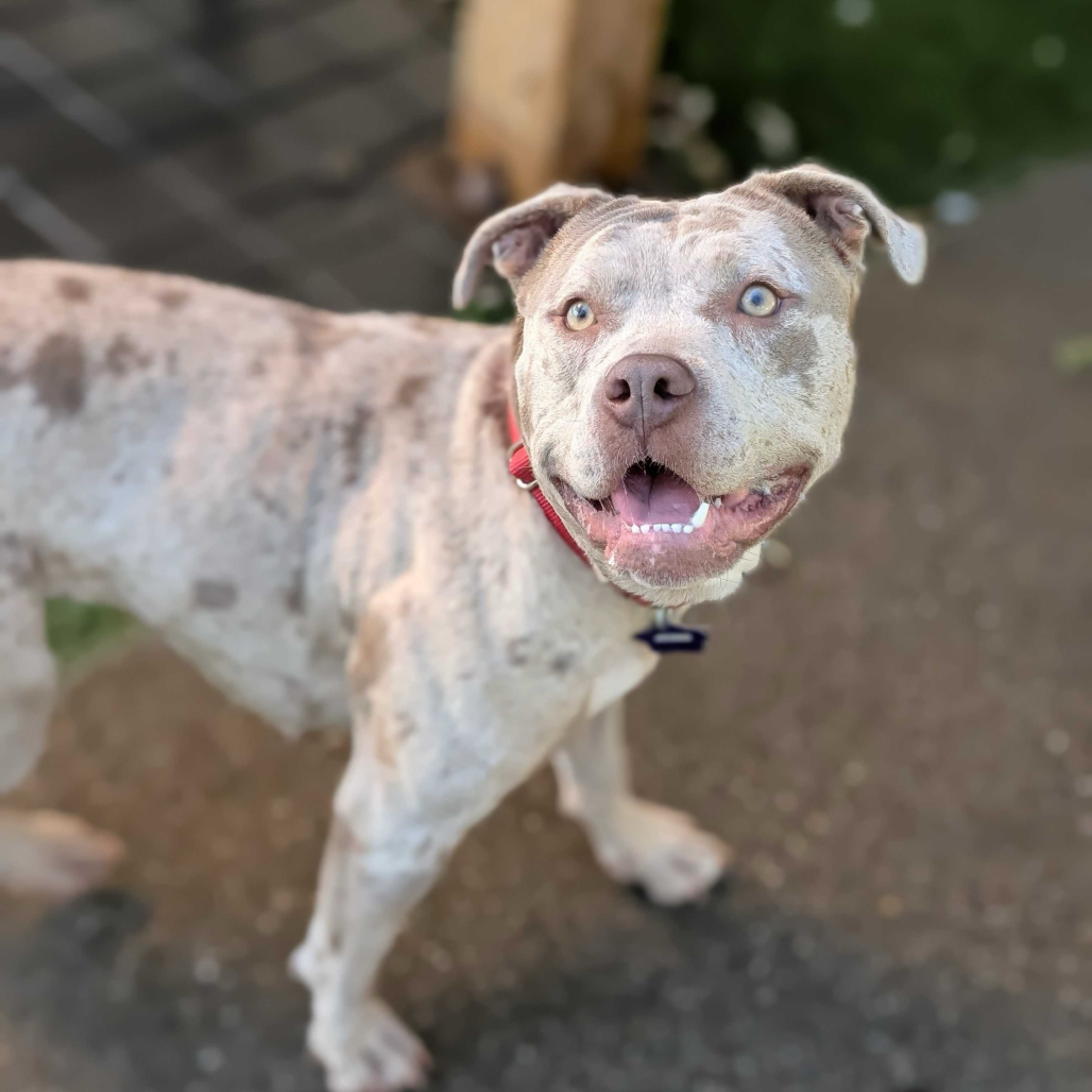 Pumpkin — thumbnail 5